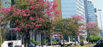 spanish Language in Peru